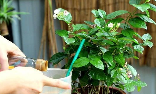 白醋可以浇花吗什么原理