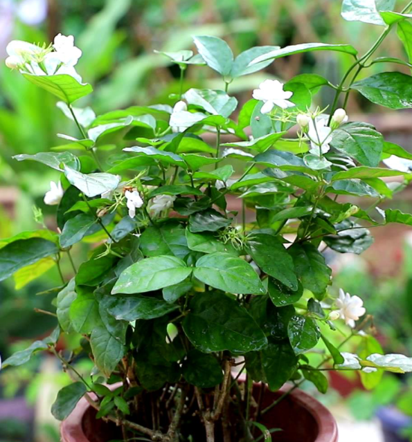 茉莉花要浇水吗