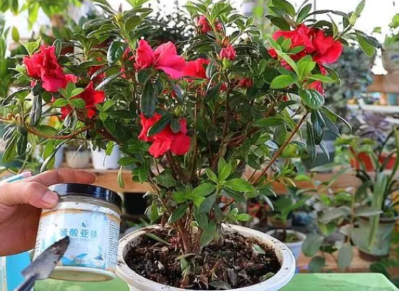 杜鹃花施肥过多怎么办
