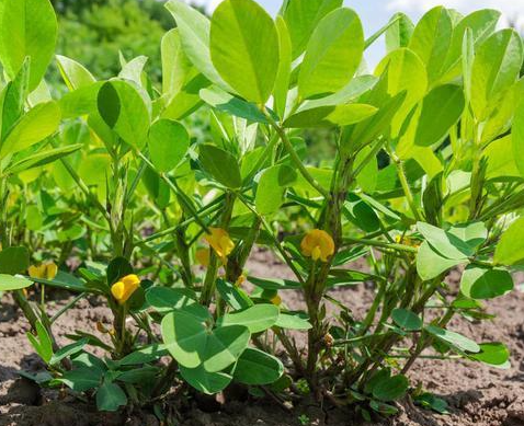 种花生放什么肥