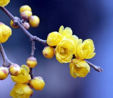 腊梅开花时能移栽吗