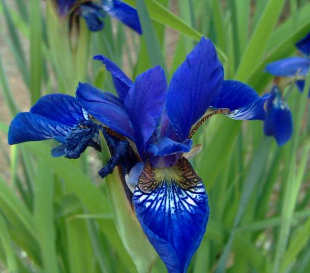 马兰花什么时候播种