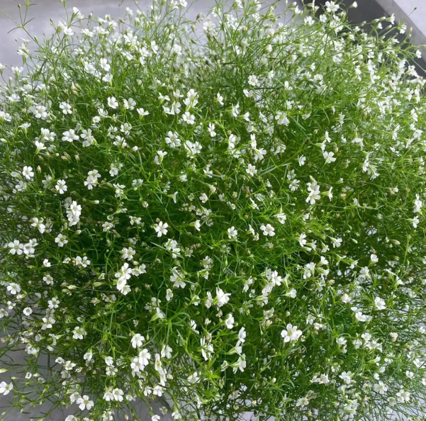 满天星有花苞不开花