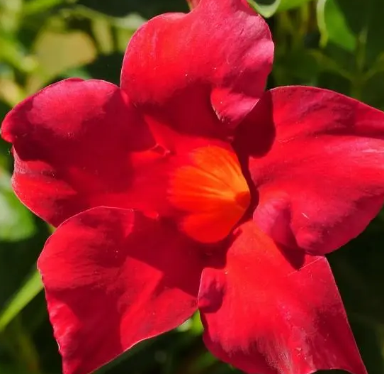 红蝉花用大盆还是小盆