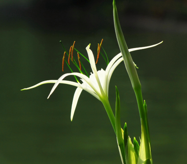 蜘蛛兰花期几天