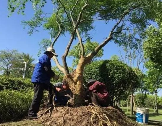 树木移植最佳时间表