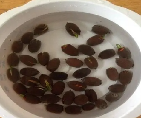 莲花种子发芽后怎么养