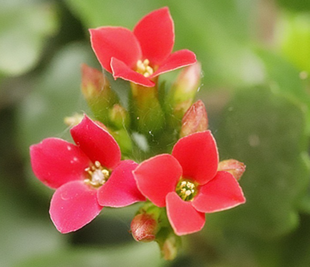 吉祥如意花适合放哪里