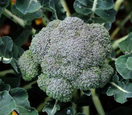 西兰花栽培时间方法是什么呢