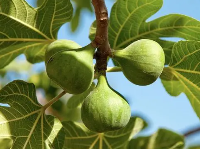 无花果树的栽培与管理技术如何呢