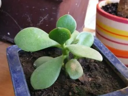 玉树叶子如何扦插呢