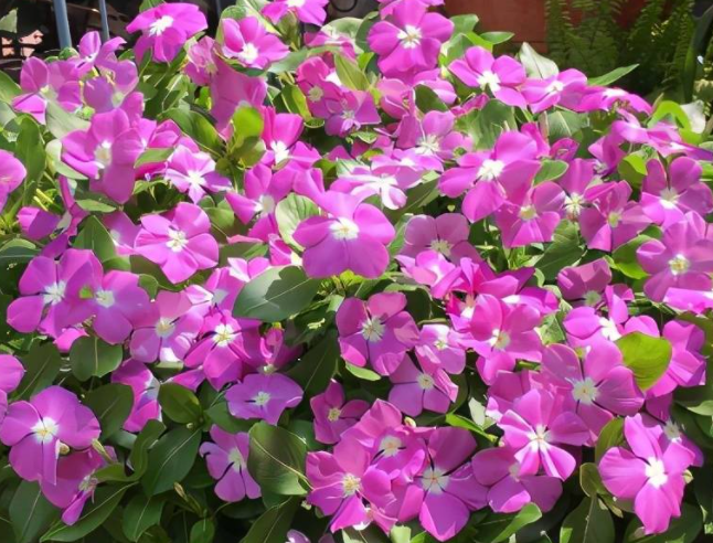 长春花的种植方法和注意事项是什么呢