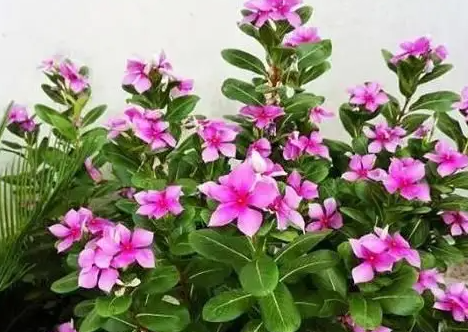 施什么肥料可以让花开得多