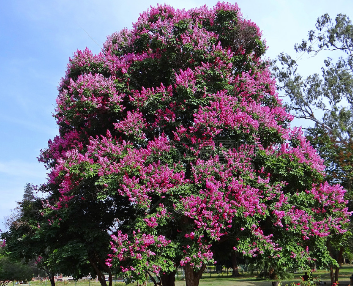 紫薇树养护的七大方法是什么呢
