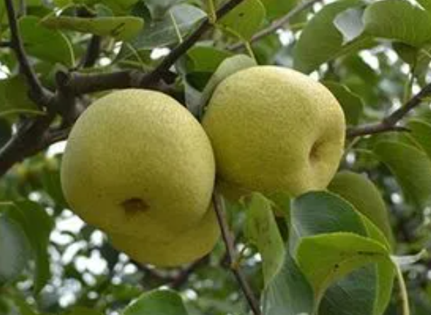 梨树怕旱还是怕涝