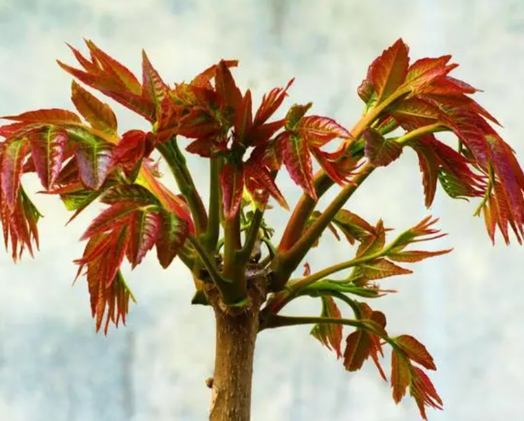 香椿树多浇水还是少浇水