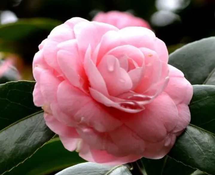 茶花花朵没开大就蔫了怎么办呢