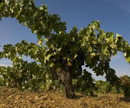 为什么葡萄树越老越贵
