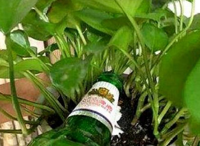 原浆啤酒过期了能浇花吗