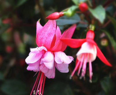 灯笼花夏季几天浇一次水