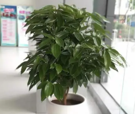 平安树插水里能生根吗