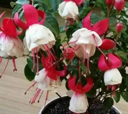 倒挂金钟花籽什么样