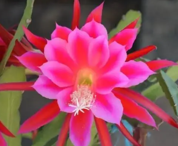 令箭怎么养才能开花