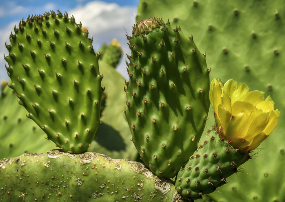 懒人花盆适合种哪些花