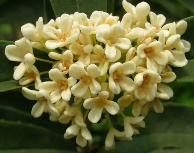 月桂是每个月都会开花吗