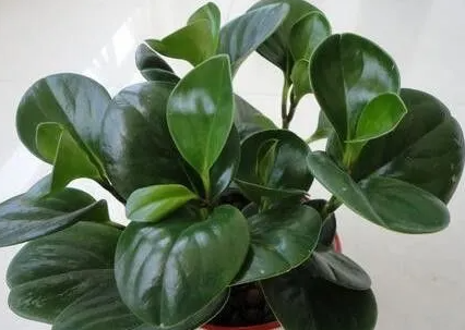 碧玉花的养殖方法和注意事项是什么