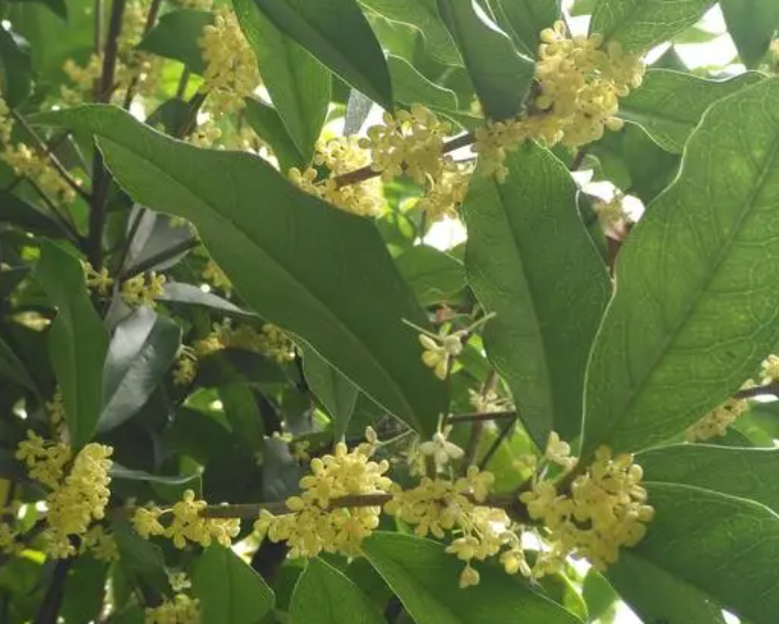 桂花树的品种有哪些