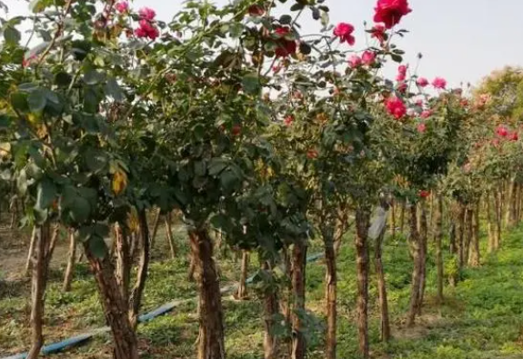 树状月季冬天如何剪枝