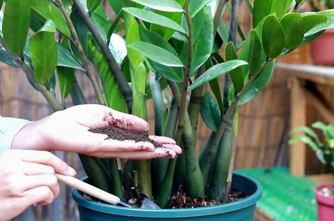 金钱树换盆土壤配方
