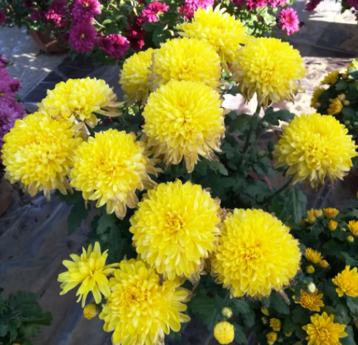 黄金菊一年开几次花