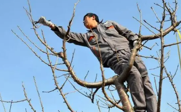 樱桃树修剪时间和方法