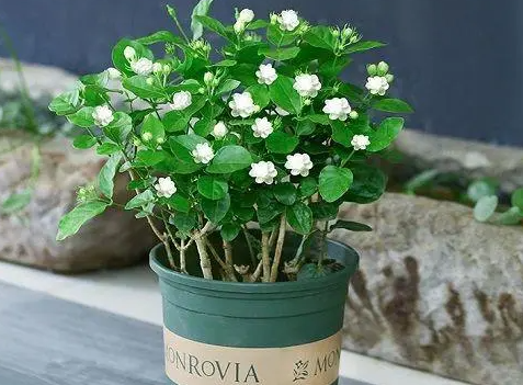 花在几月份换盆比较好