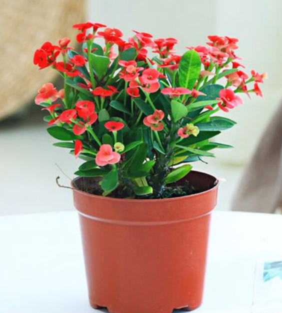 大花小盆可不可以