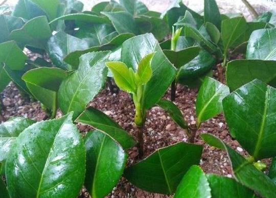 茶花可以扦插枝条吗