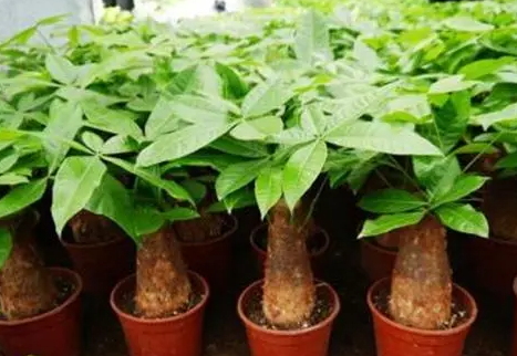 发财树的养殖方法和注意事项