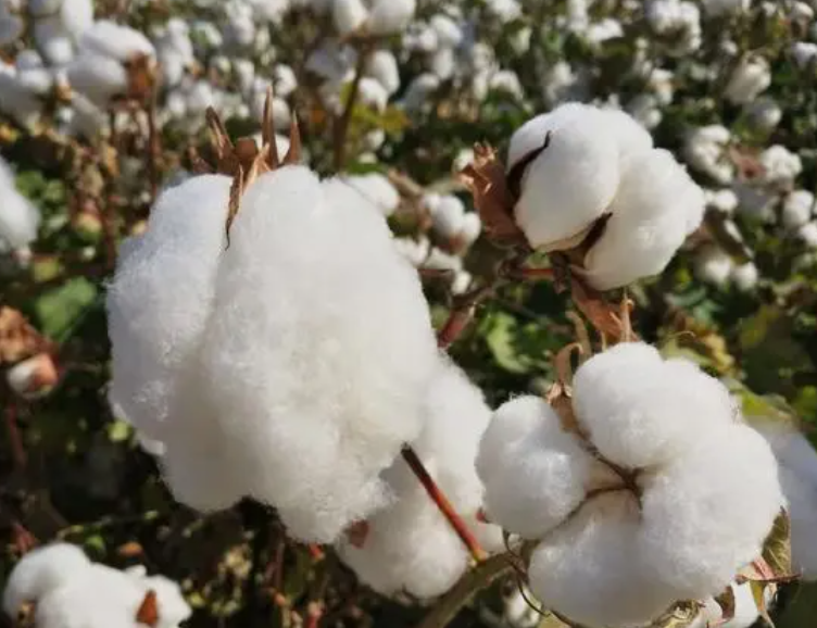 棉花是什么季节收获的