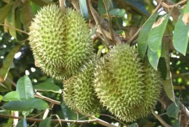 榴莲树栽培要点