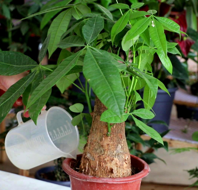 盆栽发财树用什么肥料最好