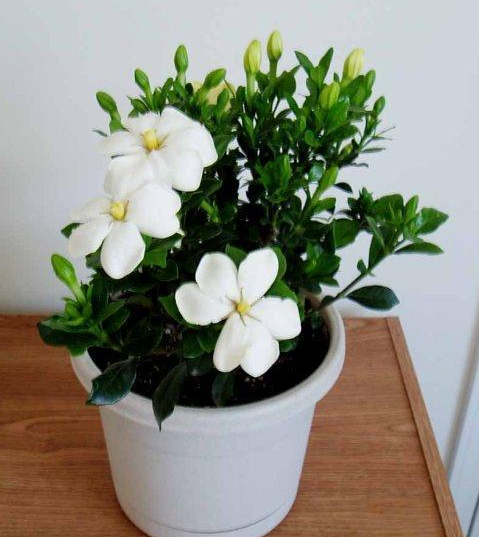 家里院外栽栀子花好不好