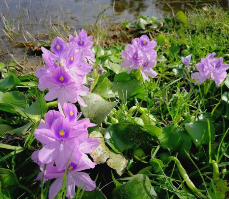 水葫芦开花难得吗