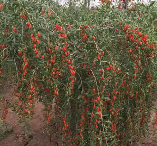 枸杞树苗几年结果