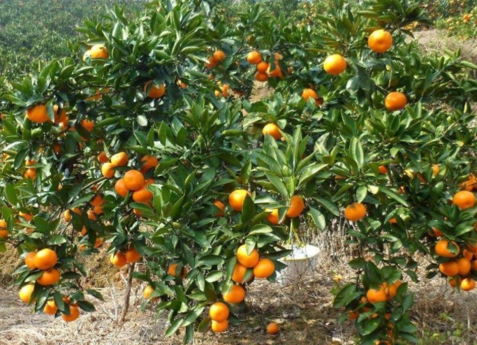 江西省可以种植什么果树啊