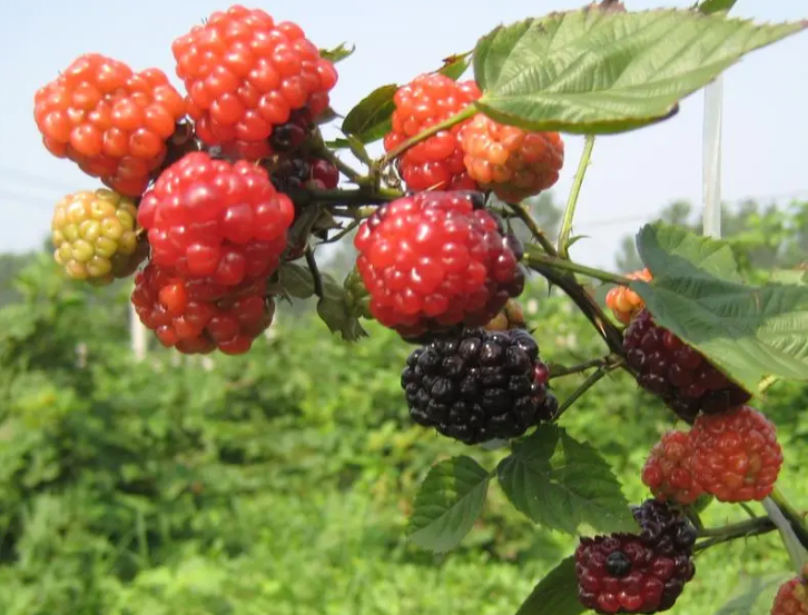 南方怎么种植树莓