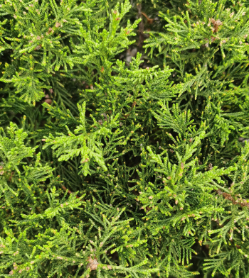 柏树能扦插繁殖吗