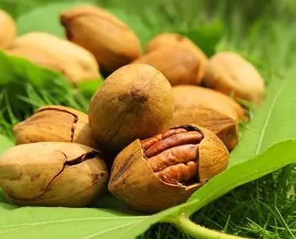 一棵碧根果树一年产量