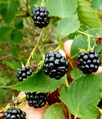 黑树莓的禁忌